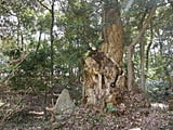 道祖神とスダジイの木